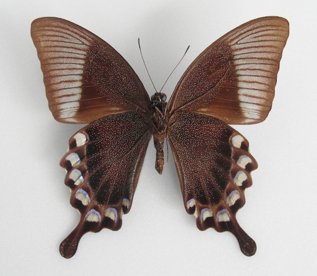 Papilio blumei male (blue color aberration, verso) [Internet image property of respective owner, non commercial use only]
